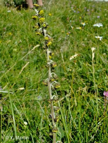 <i>Artemisia atrata</i> Lam., 1783 © 