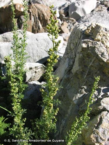 <i>Artemisia chamaemelifolia</i> Vill., 1779 © S. Sant/Parc Amazonien de Guyane