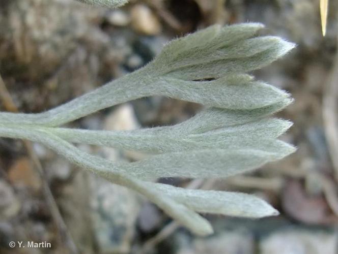 <i>Artemisia eriantha</i> Ten., 1831 © 