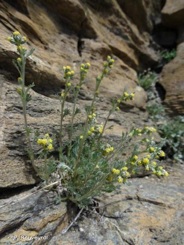 <i>Artemisia umbelliformis</i> Lam., 1783 © P. Rouveyrol