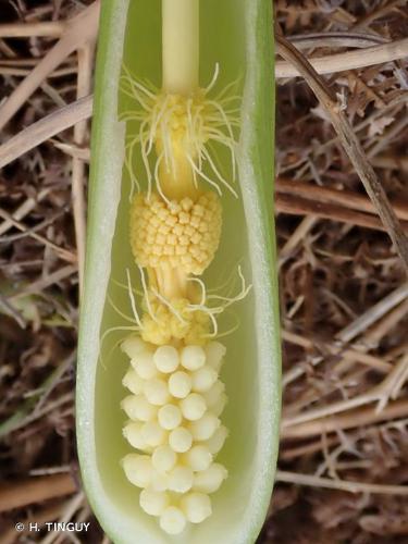 <i>Arum italicum</i> Mill., 1768 © H. TINGUY