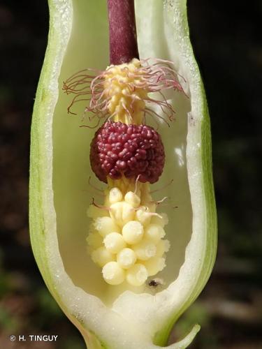 <i>Arum maculatum</i> L., 1753 © H. TINGUY