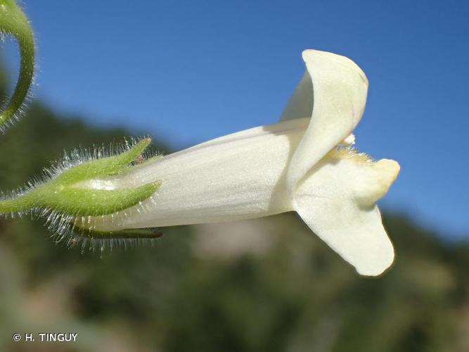 <i>Asarina procumbens</i> Mill., 1768 © H. TINGUY