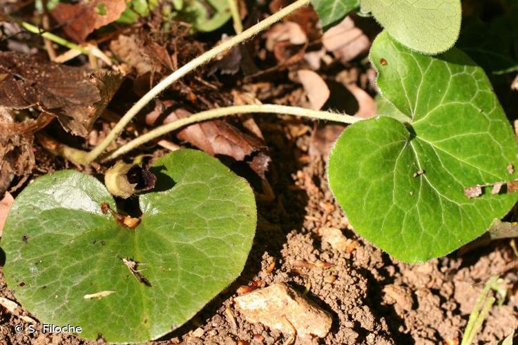 <i>Asarum europaeum</i> L., 1753 © S. Filoche