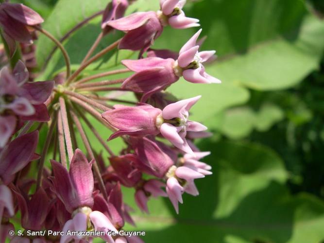 <i>Asclepias syriaca</i> L., 1753 © S. Sant/ Parc Amazonien de Guyane