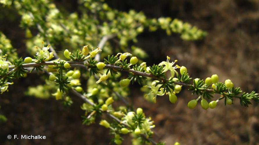 <i>Asparagus acutifolius</i> L., 1753 © F. Michalke