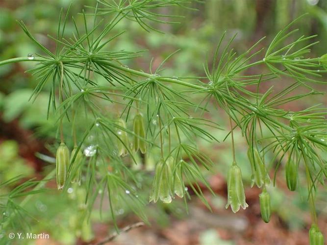 <i>Asparagus tenuifolius</i> Lam., 1783 © 