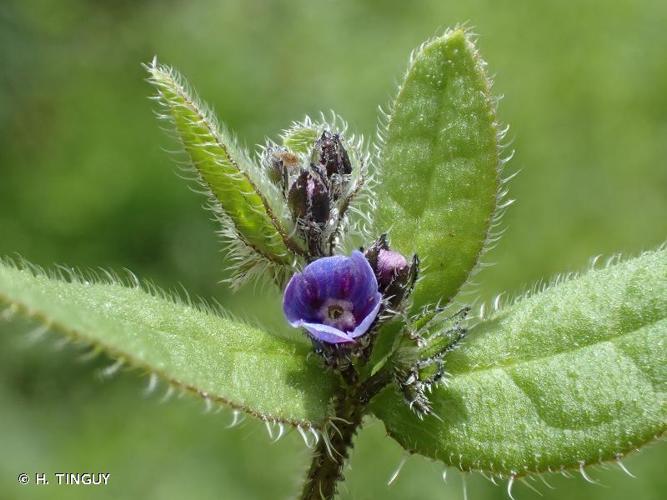 <i>Asperugo procumbens</i> L., 1753 © H. TINGUY