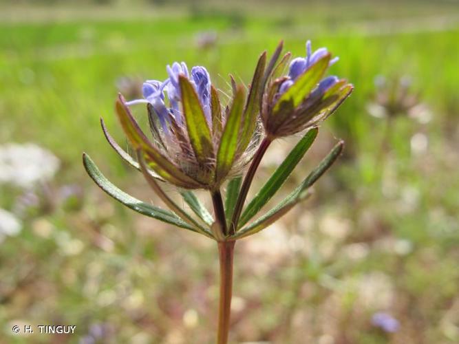 <i>Asperula arvensis</i> L., 1753 © H. TINGUY