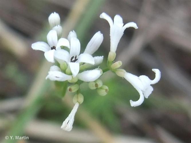 <i>Asperula cynanchica</i> L., 1753 © 