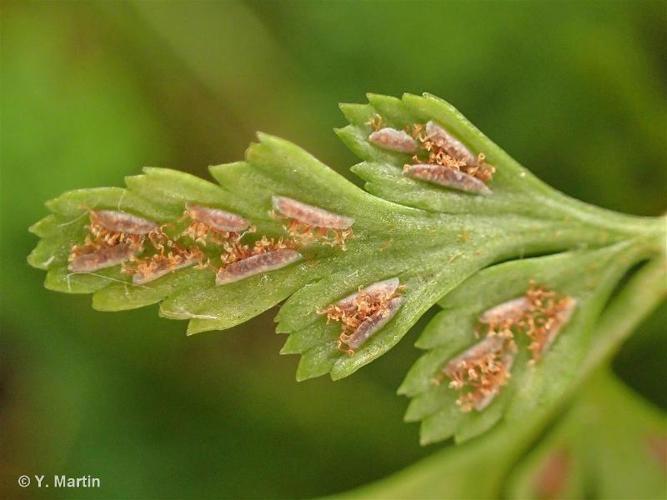 <i>Asplenium adiantum-nigrum</i> L., 1753 © 