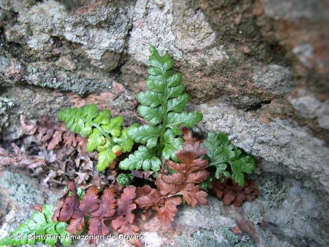 <i>Asplenium balearicum</i> Shivas, 1969 © S. Sant/Parc Amazonien de Guyane