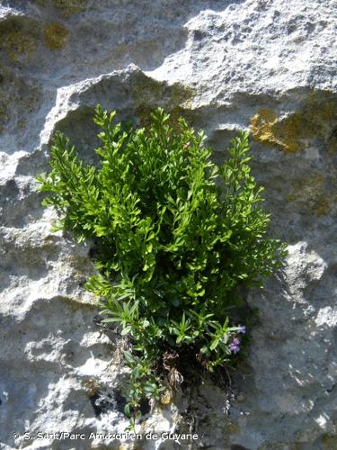 <i>Asplenium fissum</i> Kit. ex Willd., 1810 © S. Sant/Parc Amazonien de Guyane