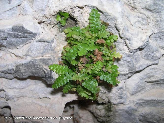 <i>Asplenium jahandiezii</i> (Litard.) Rouy, 1913 © S. Sant/Parc Amazonien de Guyane