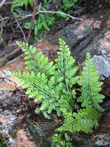 <i>Asplenium obovatum</i> Viv., 1824 © H. Tinguy