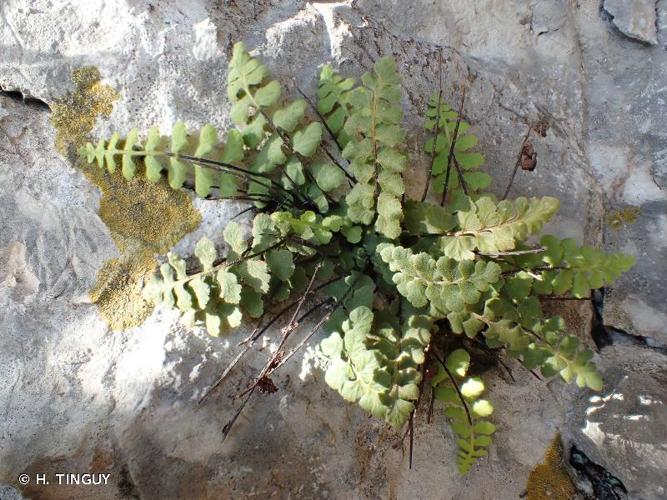 <i>Asplenium petrarchae</i> (Guérin) DC., 1815 © H. TINGUY