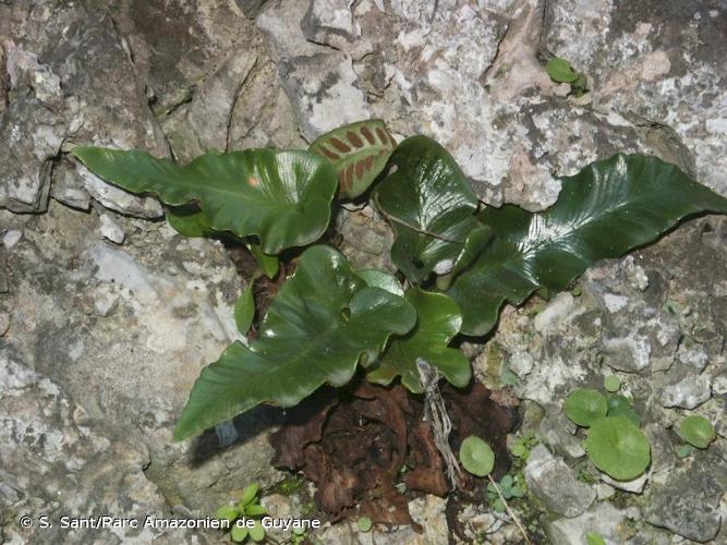 <i>Asplenium sagittatum</i> (DC.) Bange, 1952 © S. Sant/Parc Amazonien de Guyane