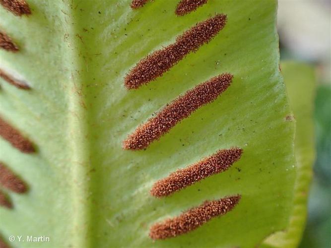 <i>Asplenium scolopendrium</i> L., 1753 © 