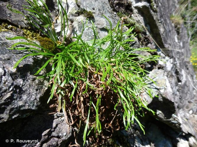 <i>Asplenium septentrionale</i> (L.) Hoffm., 1796 © P. Rouveyrol