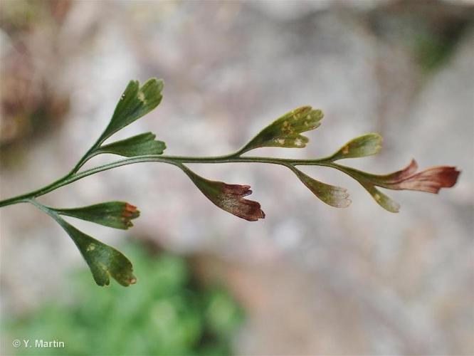 <i>Asplenium </i>x<i> alternifolium</i> Wulfen, 1781 © 