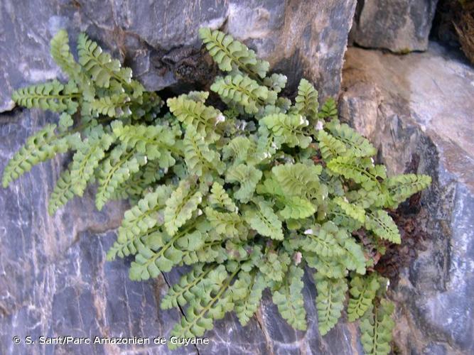 <i>Asplenium </i>x<i> lessinense</i> Vida & Reichst., 1971 © S. Sant/Parc Amazonien de Guyane