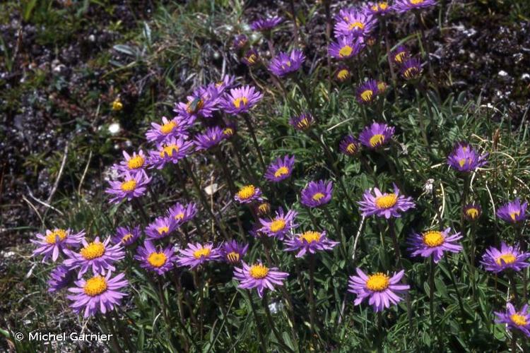 <i>Aster alpinus</i> L., 1753 © Michel Garnier