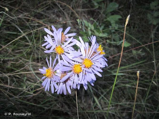 <i>Aster amellus</i> L., 1753 © P. Rouveyrol