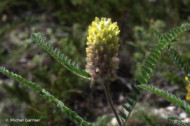 <i>Astragalus alopecurus</i> Pall., 1800 © Michel Garnier