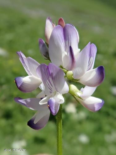 <i>Astragalus alpinus</i> L., 1753 © H. TINGUY