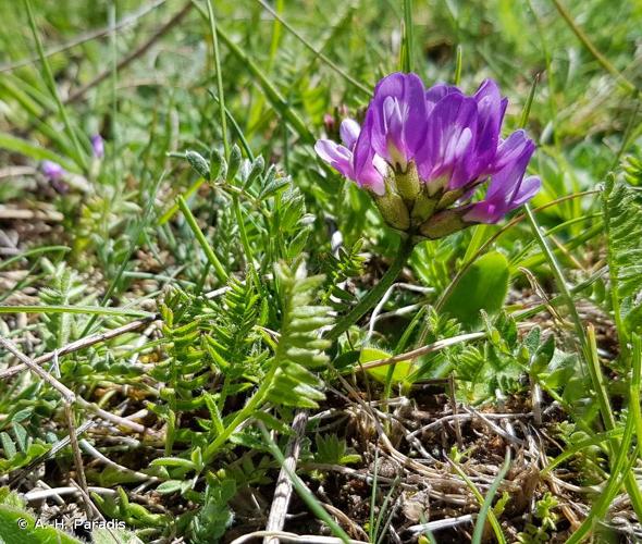 <i>Astragalus danicus</i> Retz., 1783 © A.-H. Paradis