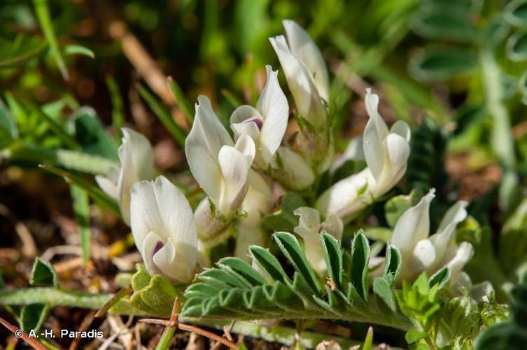 <i>Astragalus depressus</i> L., 1756 © A.-H. Paradis