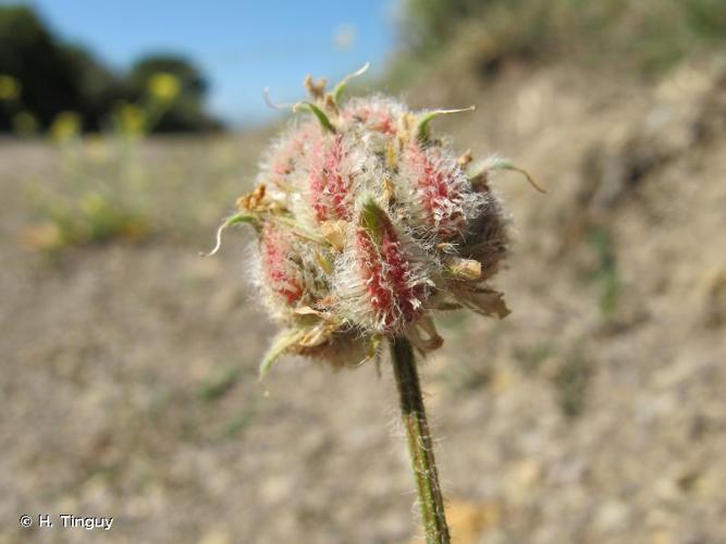 <i>Astragalus echinatus</i> Murray, 1770 © H. Tinguy