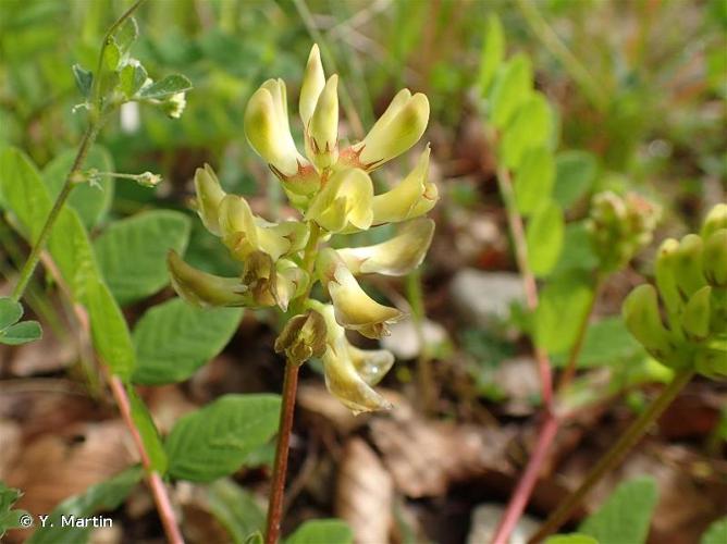 <i>Astragalus glycyphyllos</i> L., 1753 © Y. Martin