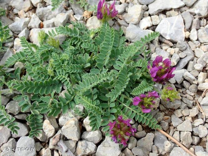 <i>Astragalus hypoglottis</i> L., 1771 © H. TINGUY