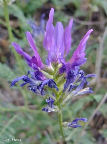 <i>Astragalus onobrychis</i> L., 1753 © Y. Martin