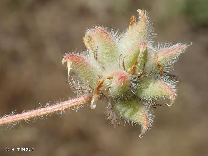 <i>Astragalus stella</i> Gouan, 1773 © H. TINGUY