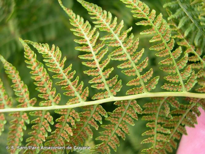 <i>Athyrium distentifolium</i> Tausch ex Opiz, 1820 © S. Sant/Parc Amazonien de Guyane