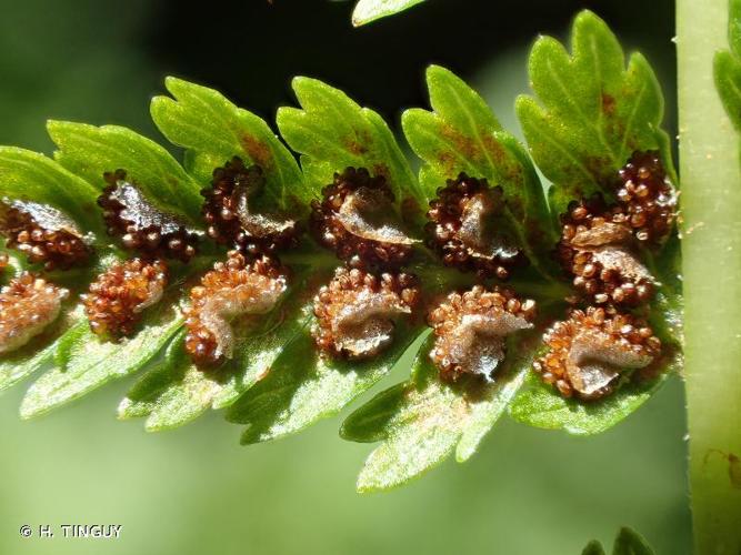 <i>Athyrium filix-femina</i> (L.) Roth, 1799 © H. TINGUY