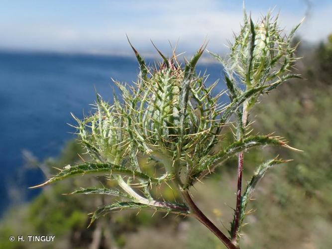 <i>Atractylis cancellata</i> L., 1753 © H. TINGUY