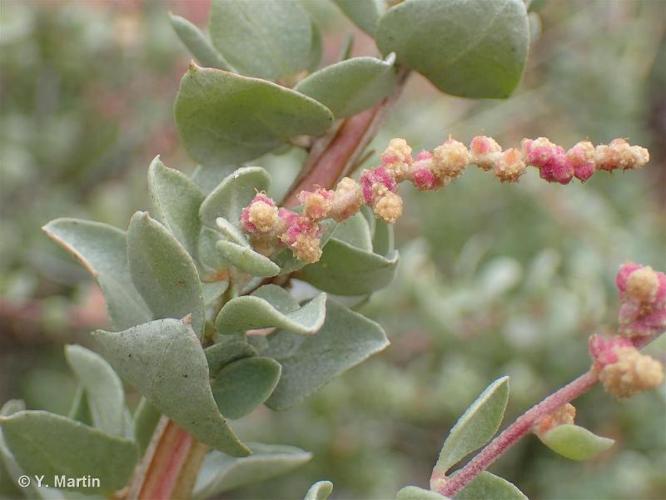 <i>Atriplex halimus</i> L., 1753 © 