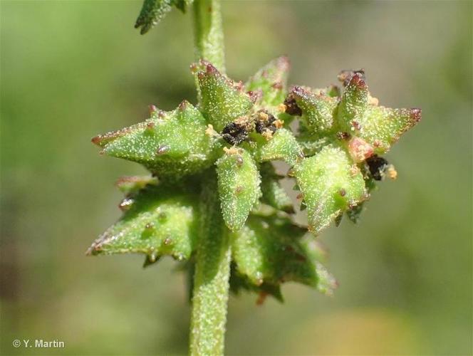 <i>Atriplex patula</i> L., 1753 © 