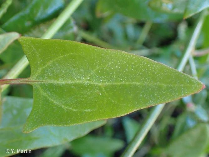 <i>Atriplex prostrata</i> Boucher ex DC., 1805 © 