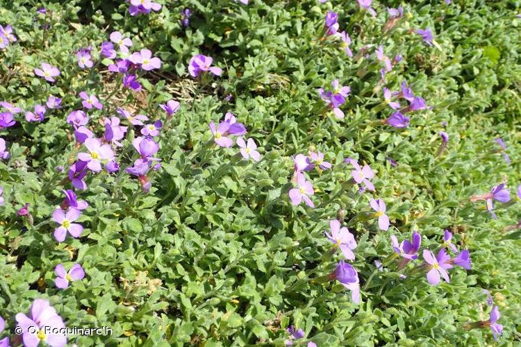 <i>Aubrieta deltoidea</i> (L.) DC., 1821 © O. Roquinarc'h