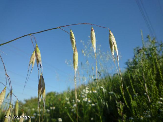 <i>Avena fatua</i> L., 1753 © P. Gourdain