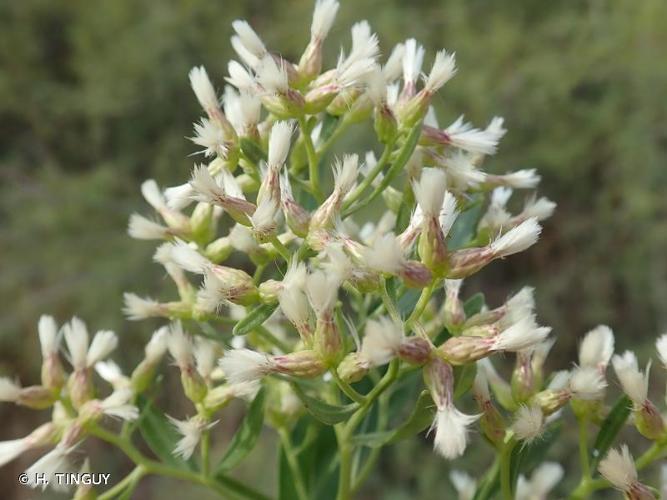 <i>Baccharis halimifolia</i> L., 1753 © H. TINGUY