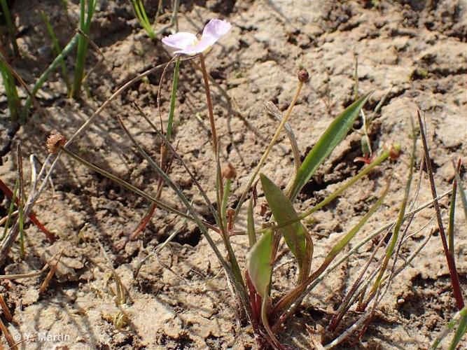 <i>Baldellia ranunculoides</i> (L.) Parl., 1854 © 