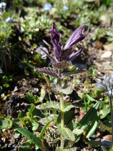 <i>Bartsia alpina</i> L., 1753 © P. Rouveyrol