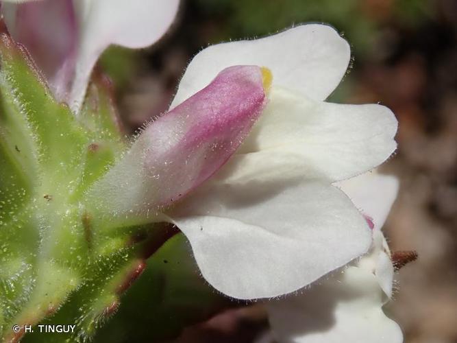 <i>Bellardia trixago</i> (L.) All., 1785 © H. TINGUY