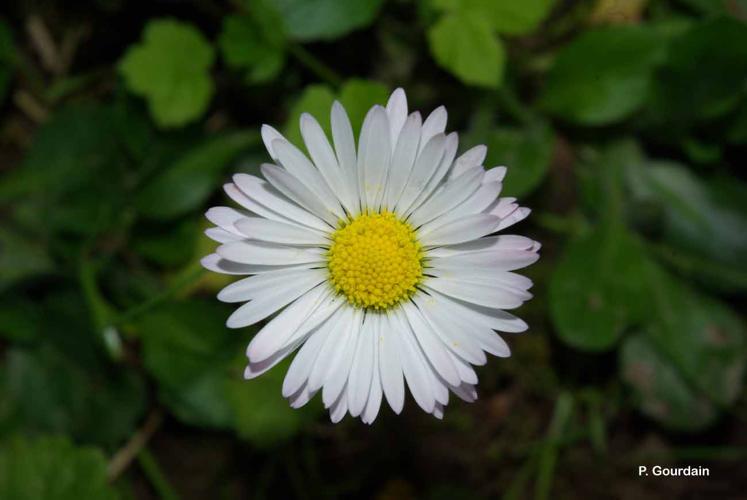 <i>Bellis perennis</i> L., 1753 © P. Gourdain