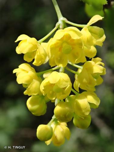 <i>Berberis vulgaris</i> L., 1753 © H. TINGUY